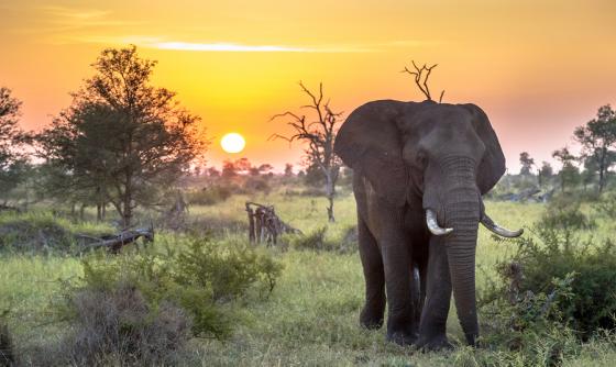 Afrique du Sud Essentiel