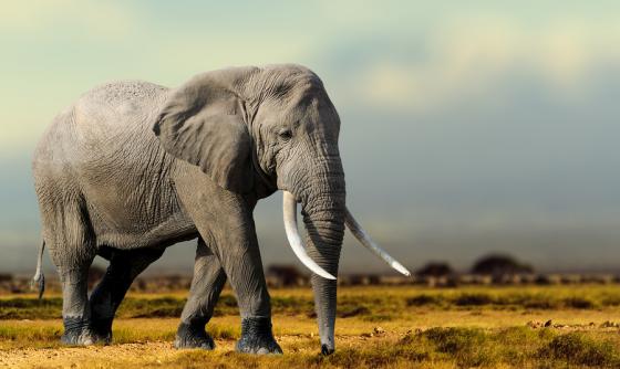 Safari privé au Kenya