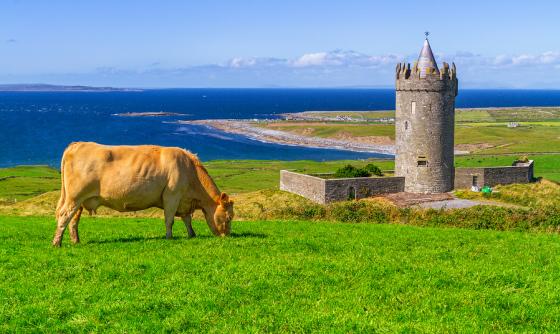 Mise au vert en Irlande