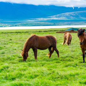 Mise au vert en Islande