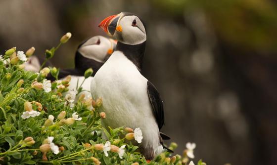 Combiné Kerry Connemara