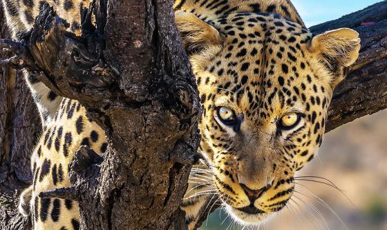 Namibie La nature à l'état brut