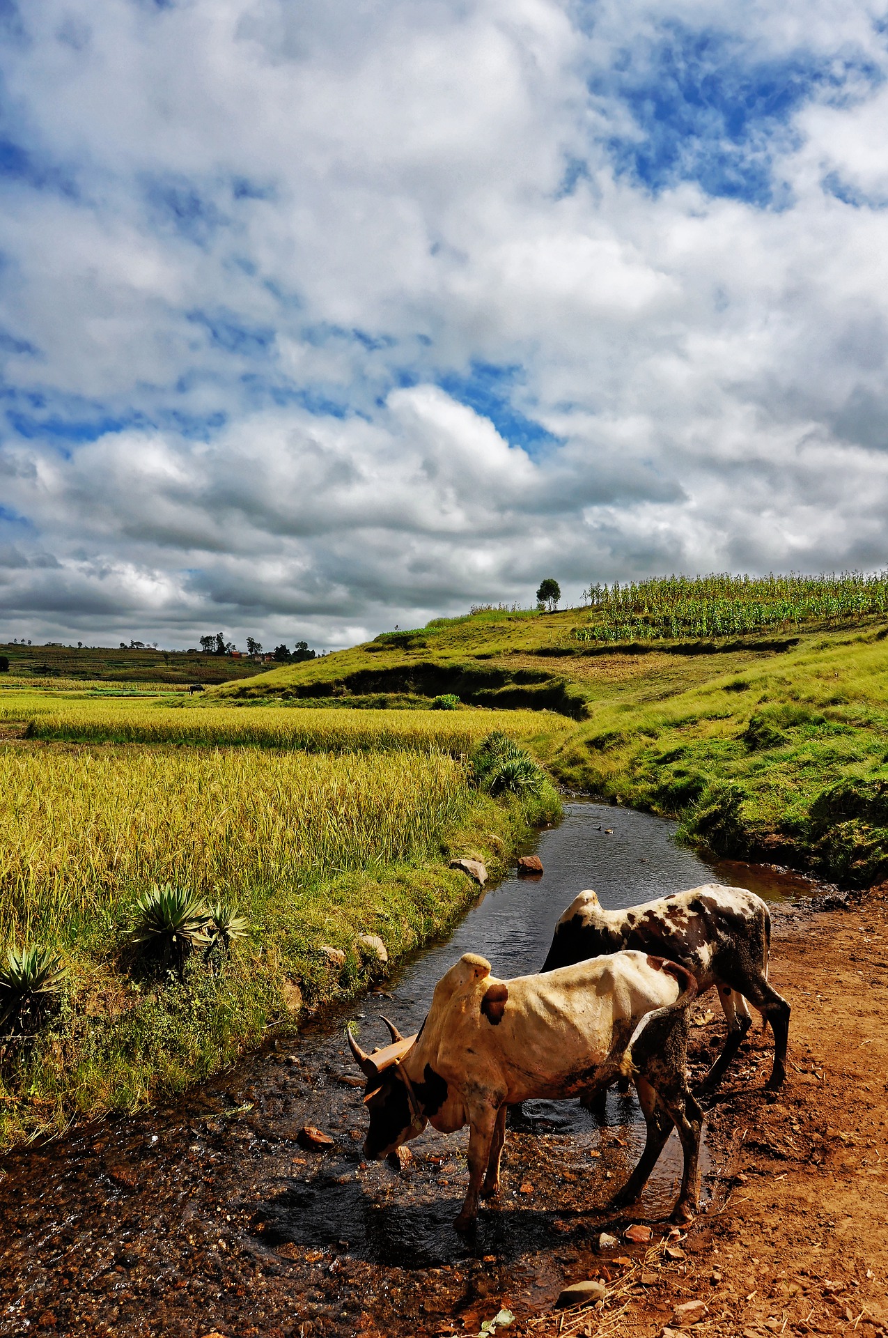 L'or noir de Madagascar