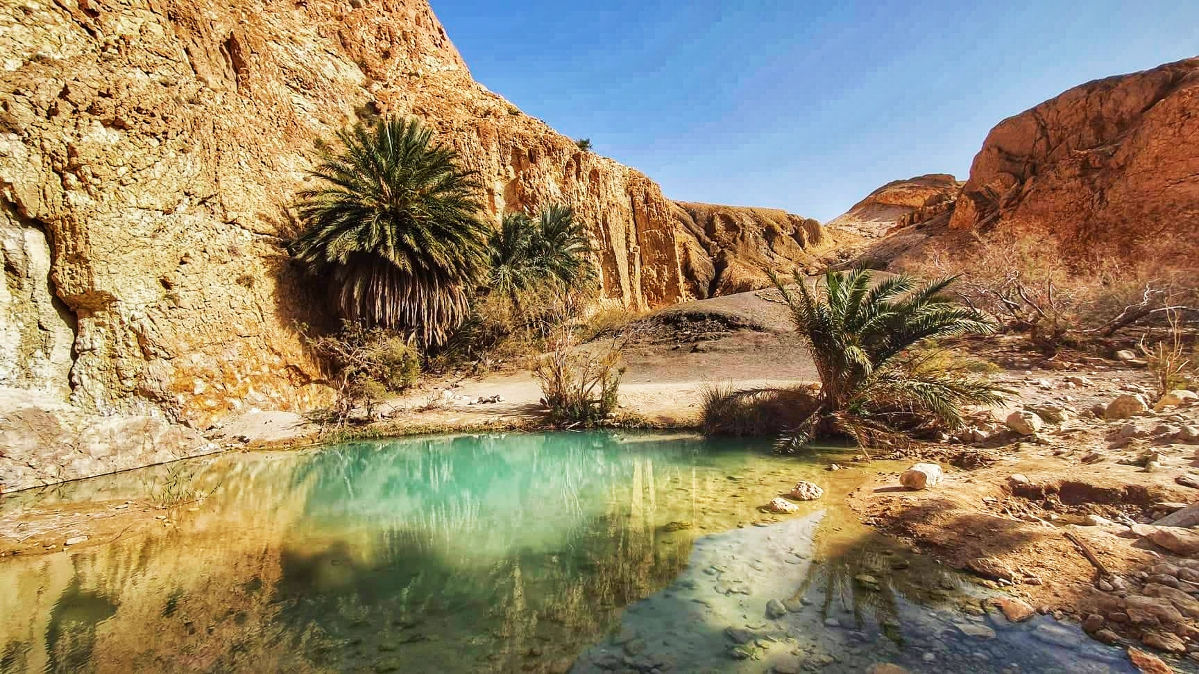 Les 5 plus belles oasis de Tunisie